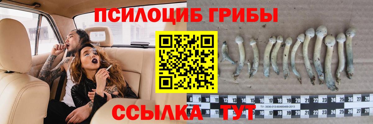 Псилоцибиновые грибы Psilocybe Новодвинск